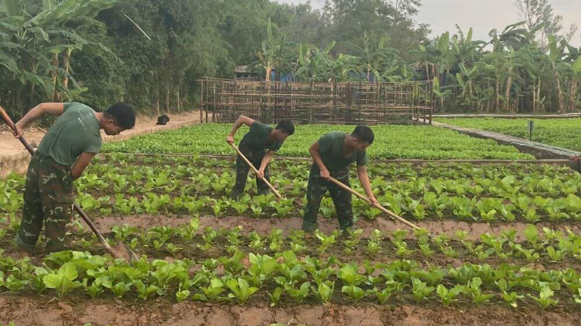 Bộ đội Pháo binh vượt khó, tăng gia giỏi