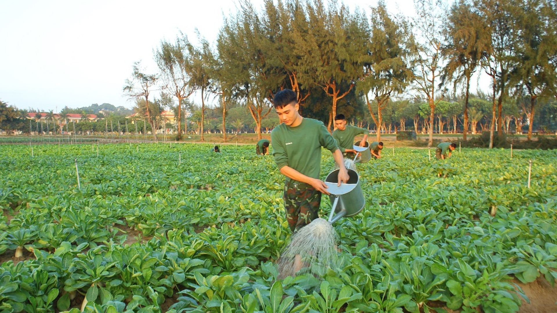 Trung đoàn 50 (Bộ CHQS thành phố Hải Phòng): Chủ động tăng gia sản xuất trong giai đoạn giáp vụ